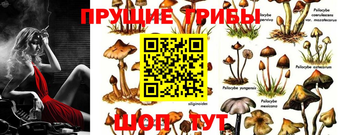 Псилоцибиновые грибы Psilocybine cubensis  Вход с VPN  Пугачёв 
